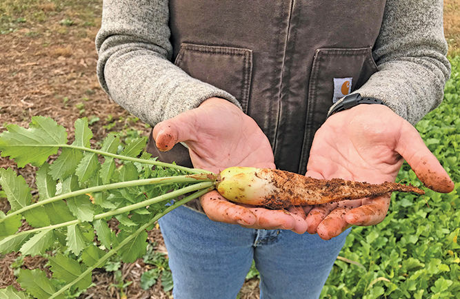 Roundabout Meadows farm crop